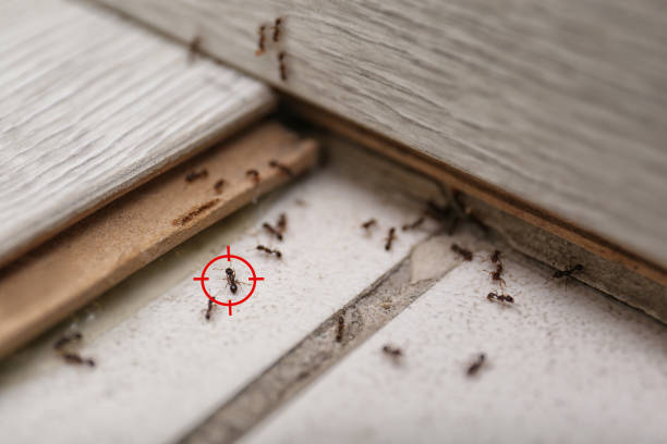 Best Insect Control  in New Haven, MI