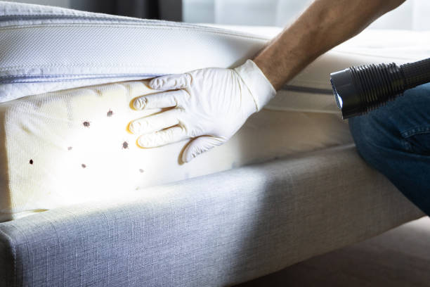 Best Ant Control Services  in New Haven, MI