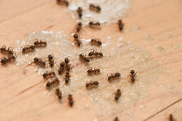 Best Exterminator Services  in New Haven, MI