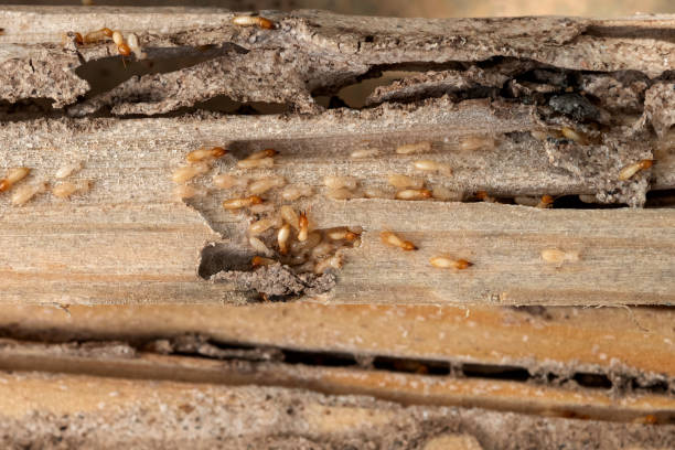 Best Commercial Pest Control Services  in New Haven, MI