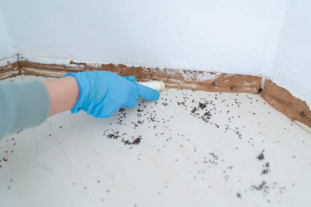 Best Residential Pest Control  in New Haven, MI